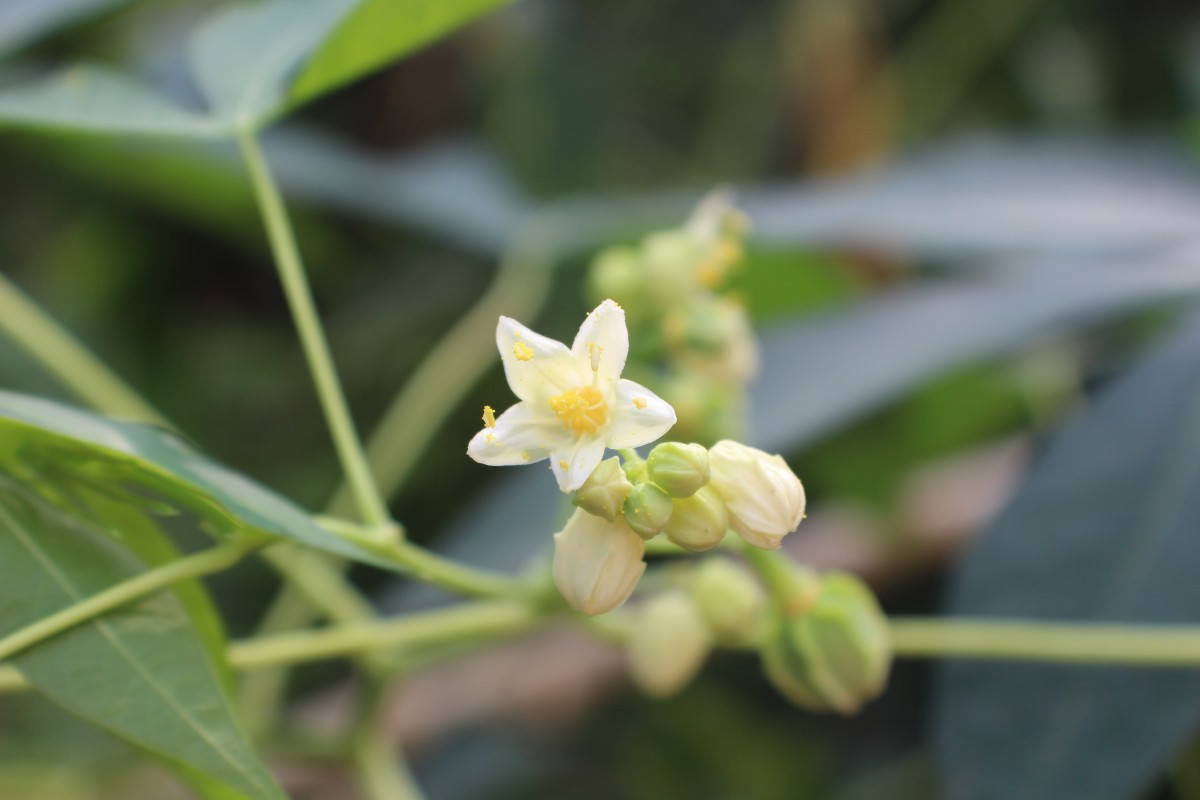 Manihot esculenta Crantz